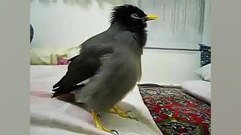 آواز خوانی مرغ مينا