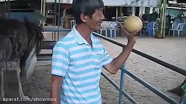 لحظه تخم گذاشتن شتر مرغ