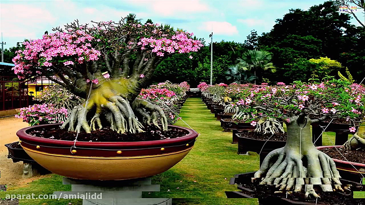 زیباترین گل های کره زمین