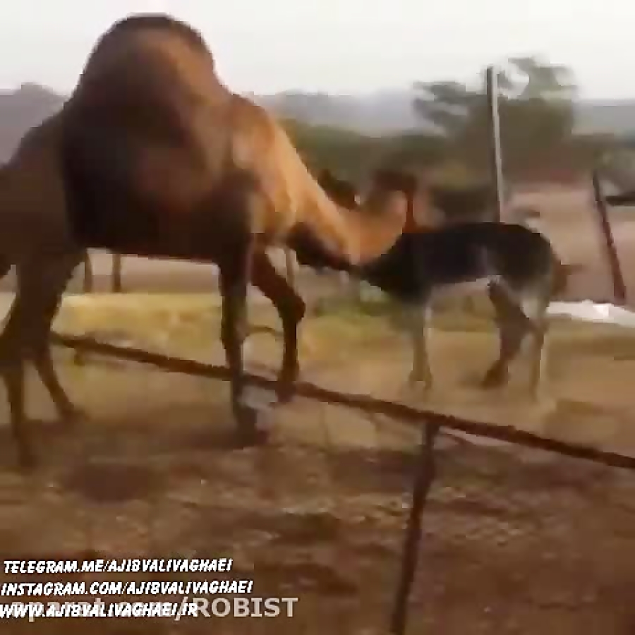 دعوای شدید خر و شتر