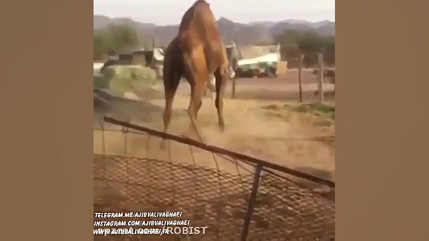 دعوای شدید خر و شتر