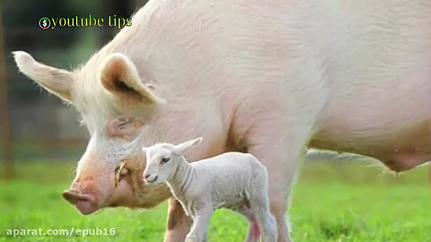 اگر جای خشکی ها و آب ها روی کر...