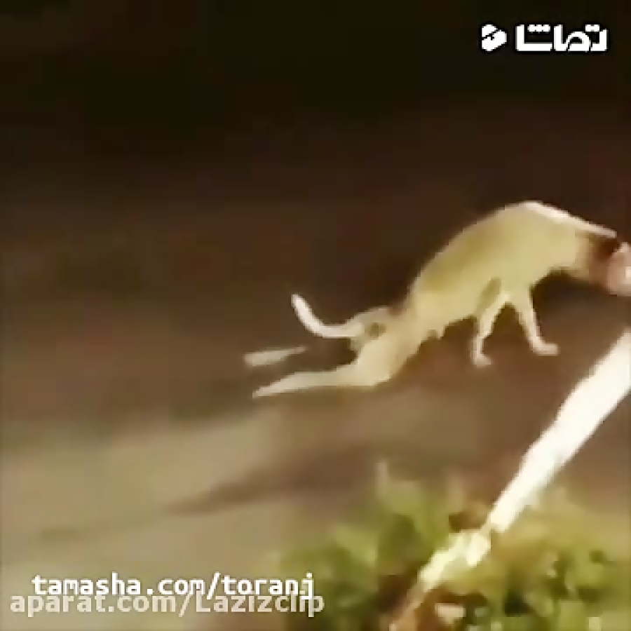 جواد خواجوی  به مویه سگ بدبخت...