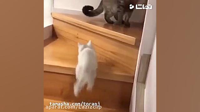 جواد خواجوی  می خوام برم آمپول...