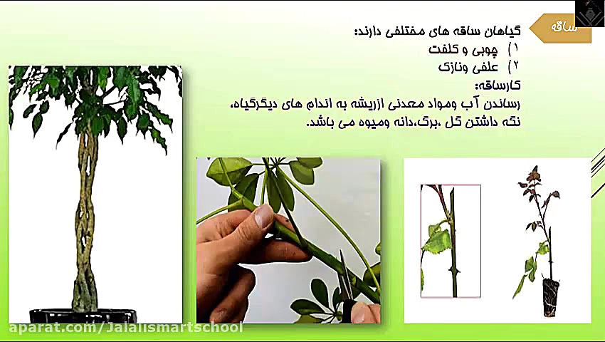 فصل یازدهم علوم پایه سوم دبستا...