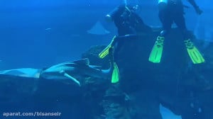 آکواریوم دبی aquariym dubai