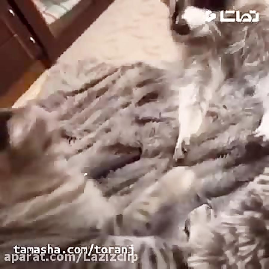 جواد خواجوی  فقط بو میکنه