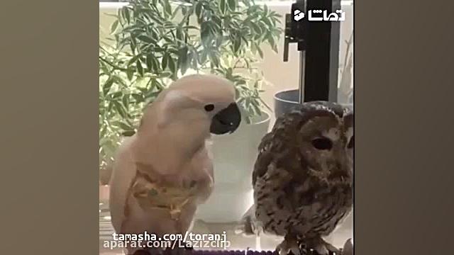 جواد خواجوی  هر چی هس قشنگه شم...