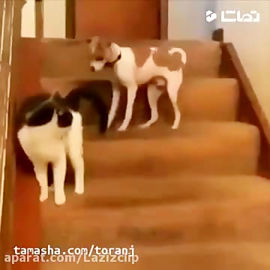 جواد خواجوی  خاک بر سر من گربه...