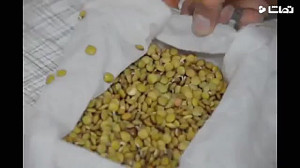 روش درست کردن سبزه عید با عدس