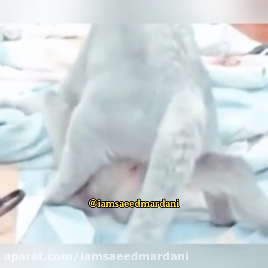 شب جمعس خیرات امواتتون یه لیوا...