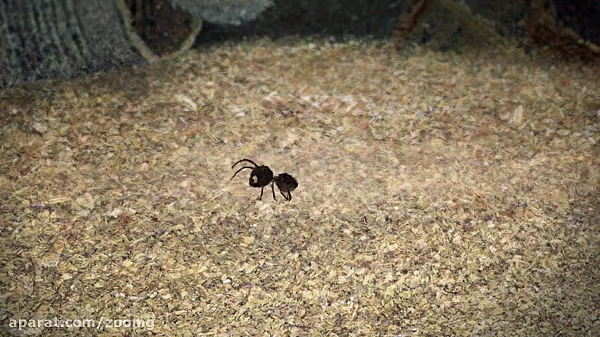 انیمیشن کوتاه Chinti