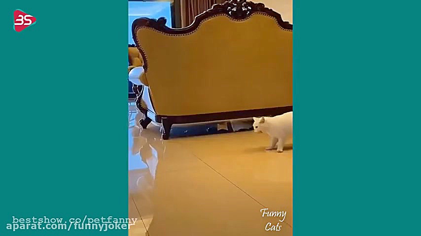 کلیپ خنده دار از پیشی های بامز...