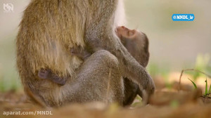 مستند خشکسالی بزرگ  قسمت 3