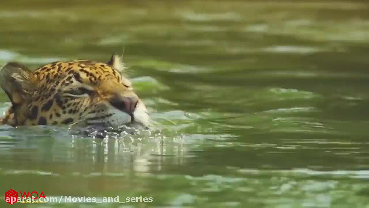 شکار کروکودیل توسط جگوار