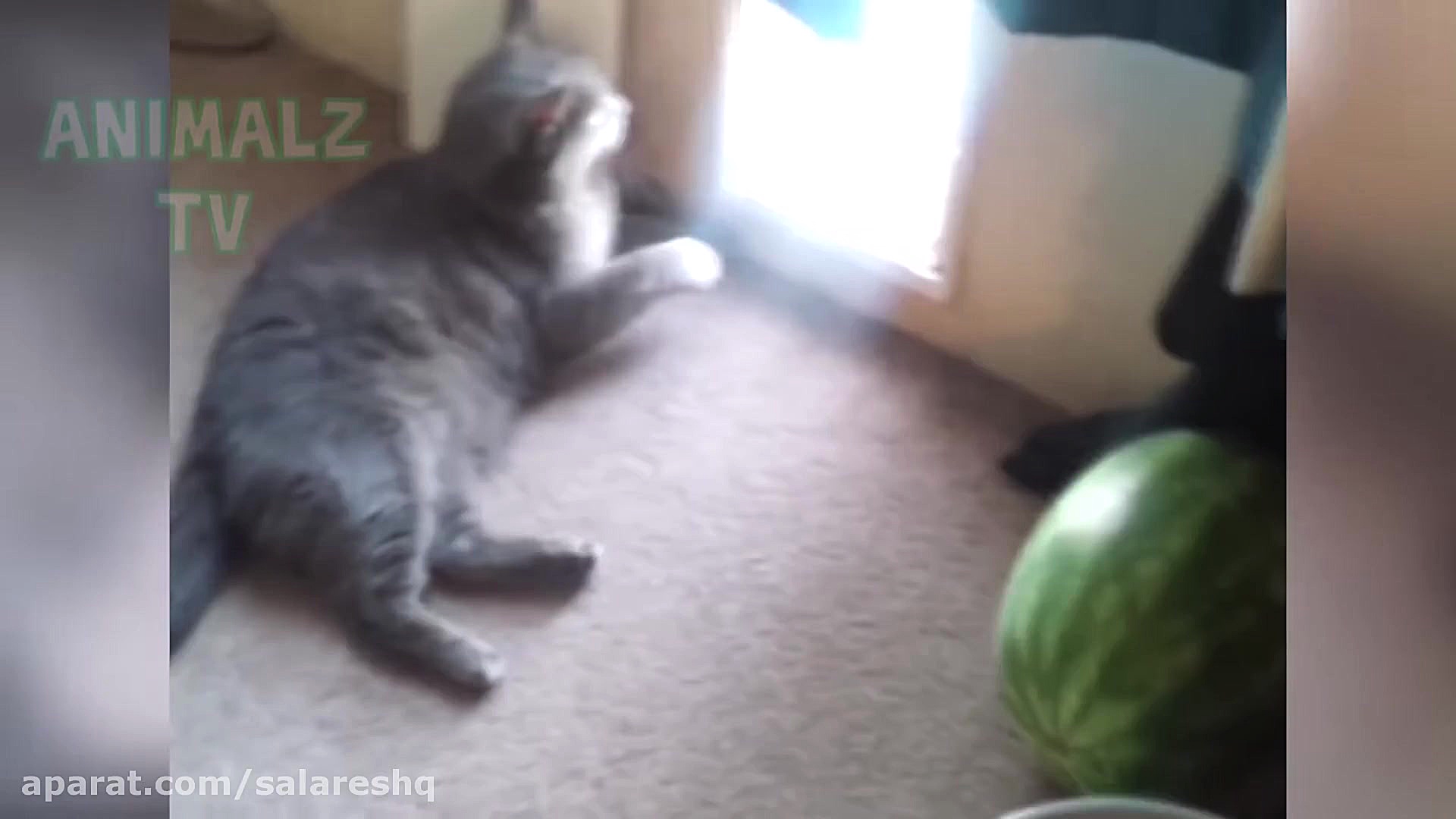 نبرد و جنگ بشدت ترسناک بین سگ...