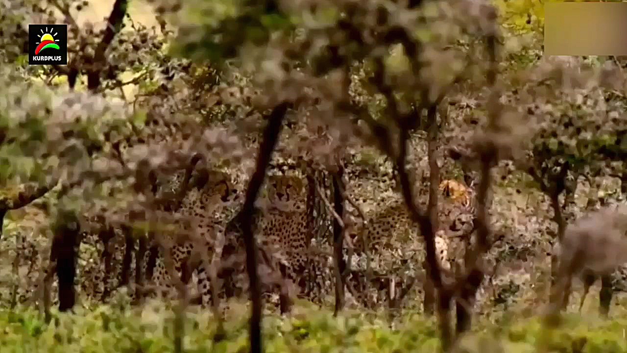 مستند حیات وحش ، شکار موفق یوز...