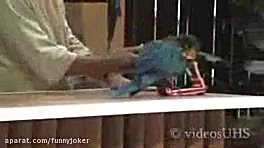 حرکات زیبای طوطی های سخنگو