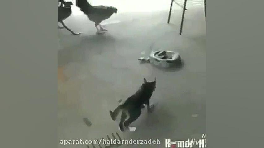 ترساندن گربه