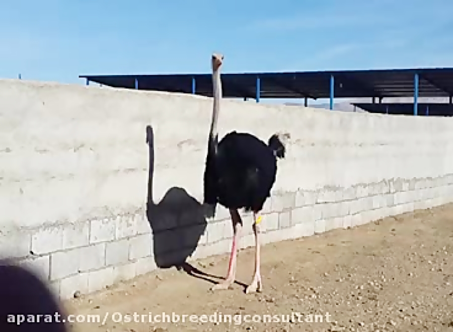 مشاوره تخصصی پرورش شترمرغ دکتر...