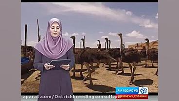 مشاوره تخصصی پرورش شترمرغ دکتر...