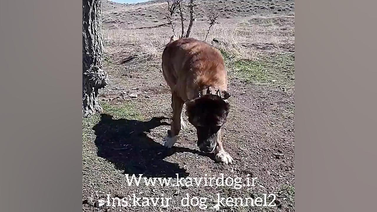 سگ خراسانی اصیل