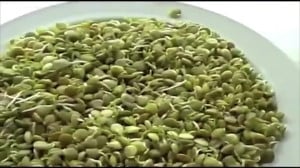 طرز درست کردن سبزه عدس سفره هف...