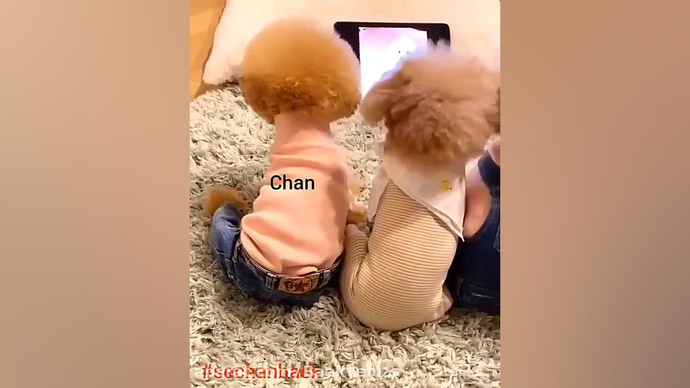 پیشی های اکسو(سهون بکهیون چانی...