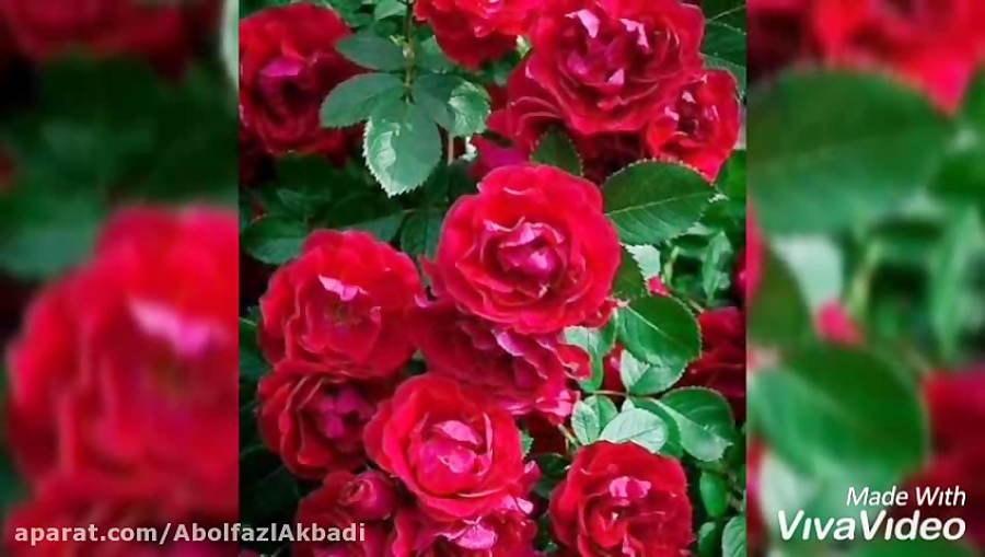 کلیپ زیبا ترانه دلنشین استاد ب...