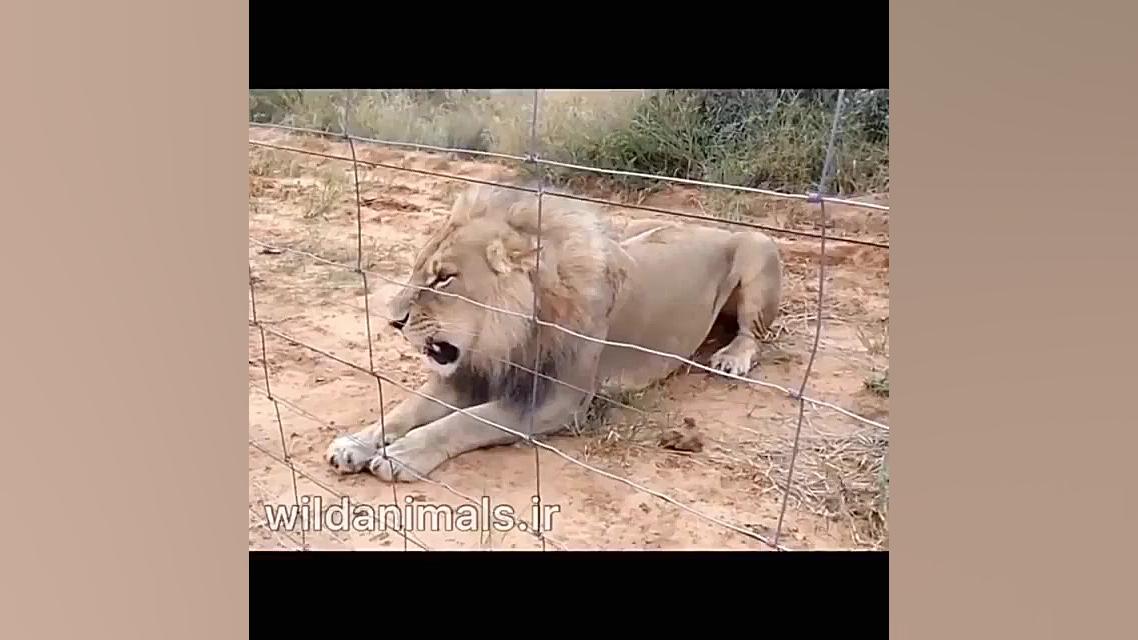 جنگ شیر و ببر