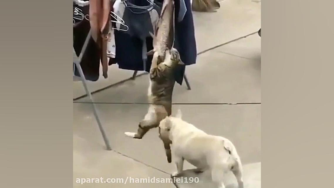 كليپ خنده دار از سگ و گربه