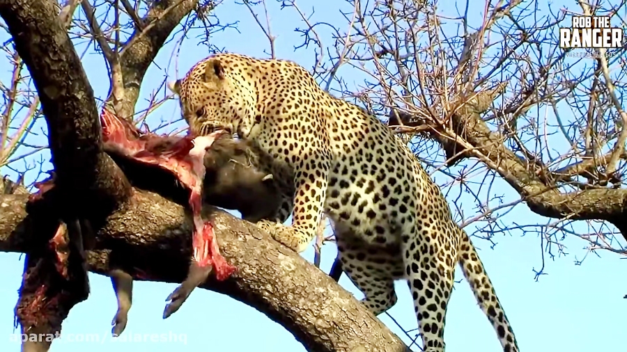 حيات وحش | جلوه هايي ديده نشده...