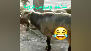 علائم ویروس کرونا