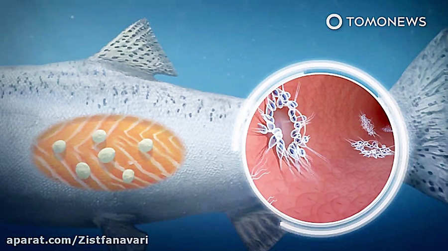 اولین موجود زنده ای که نفس نمی...