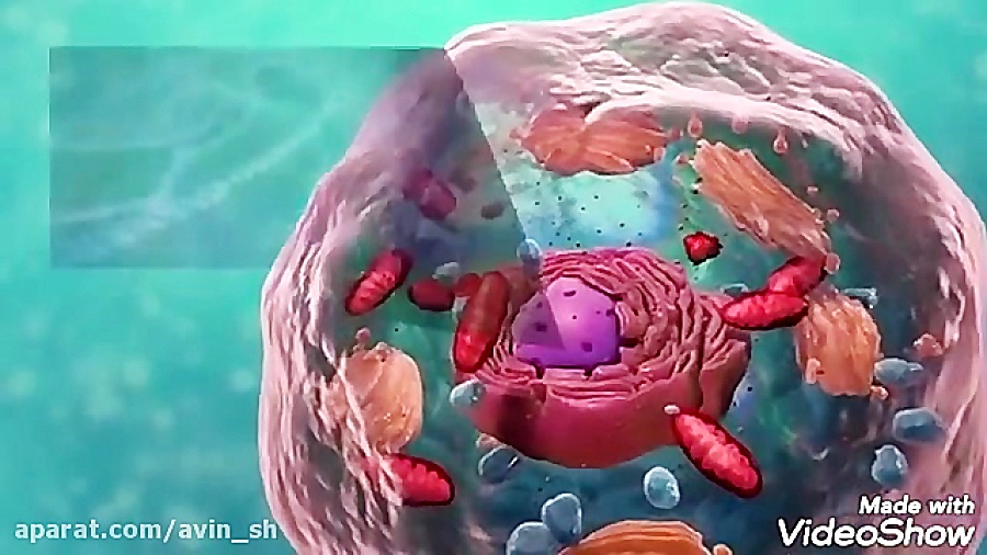 انواع سلول(علوم هفتم)