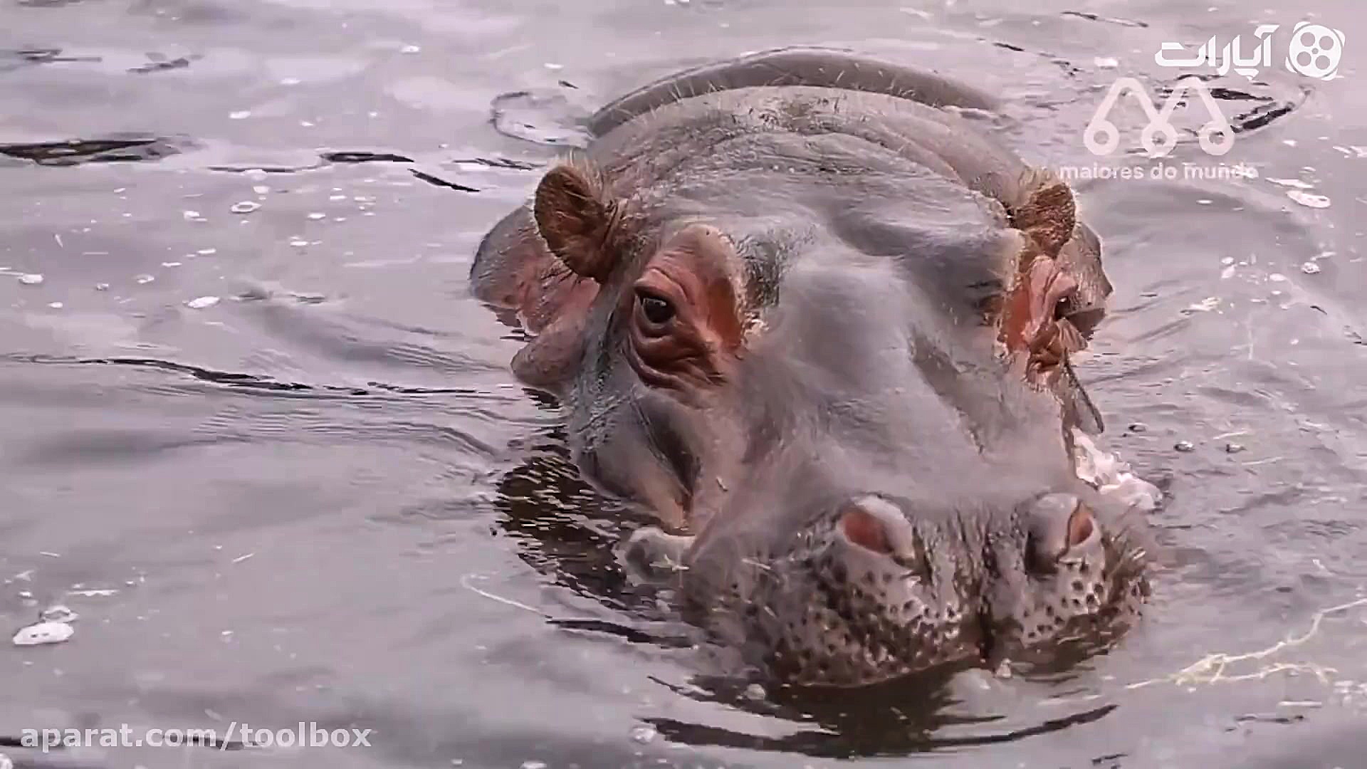 شکار اسب آبی