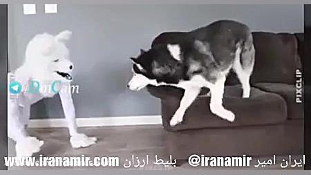 پسره لباس گرگ پوشیده با سگای ه...