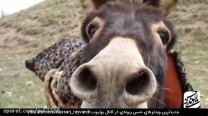 حسن ریوندی : خر شناسی و اسکل ش...
