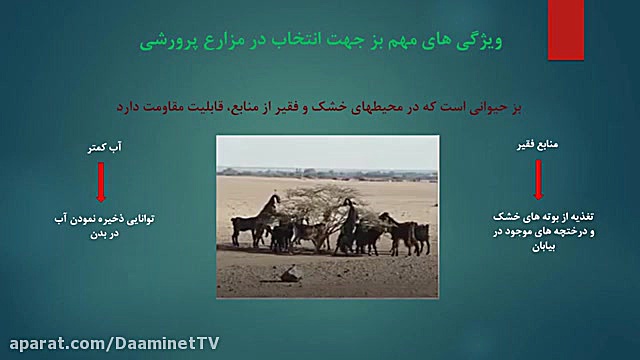 تغذیه عملی بز در مزارع بزرگ