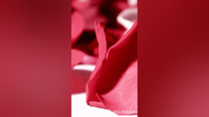 استوری حدیث احترام به پدر