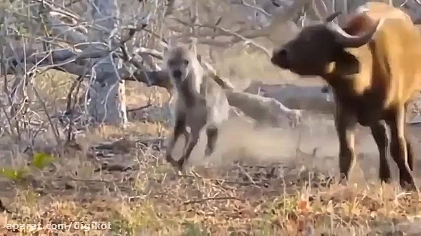 حیات وحش، شکارهای دیدنی از شیر...