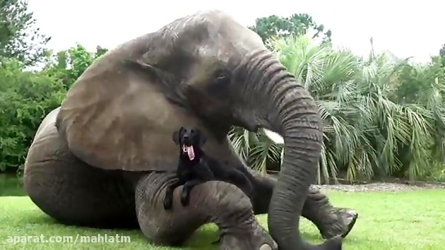 بازی سگ و فیل در آب