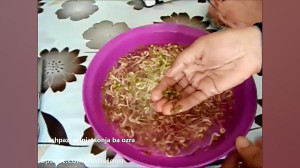 کاشت سبزه ی عید به راحتی با جو...