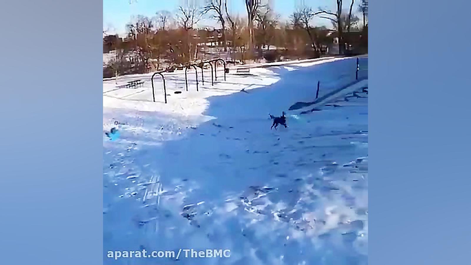 از تفریحات سالم یک سگ