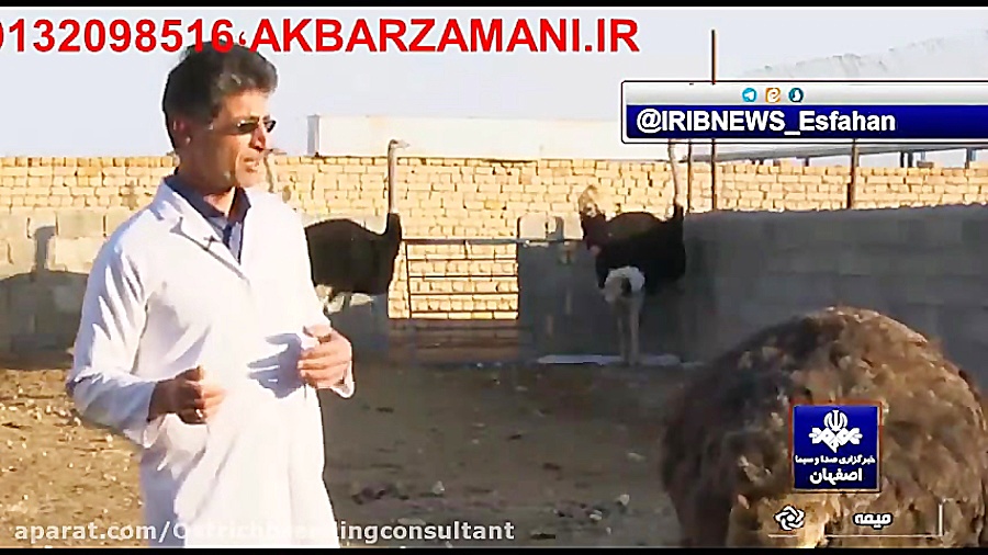 مشاوره تخصصی پرورش شترمرغ دکتر...