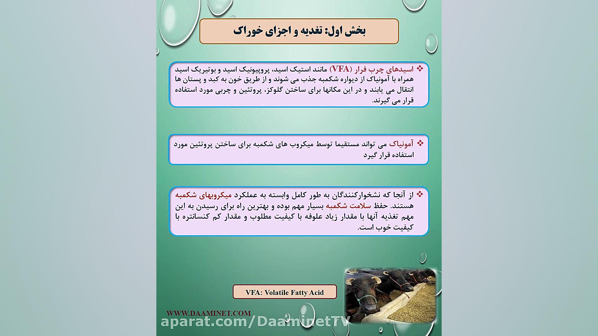 تغذیه گاو میش بخش 1