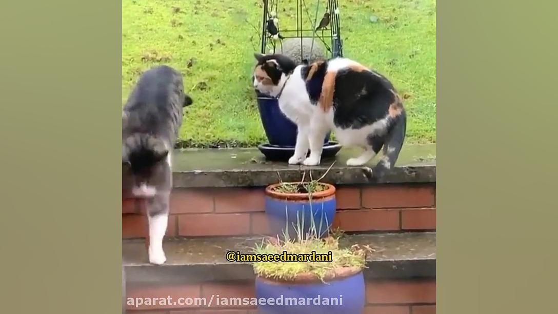 الان با شیوع ویروس کرونا بیشتر...