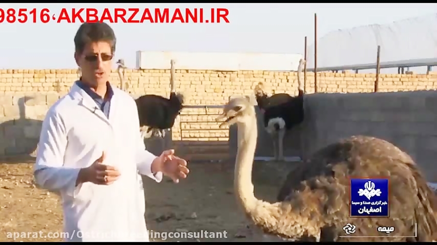 مشاوره تخصصی پرورش شترمرغ دکتر...