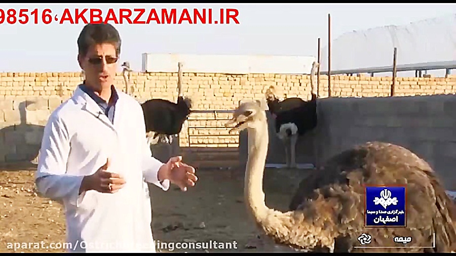 مشاوره تخصصی پرورش شترمرغ دکتر...