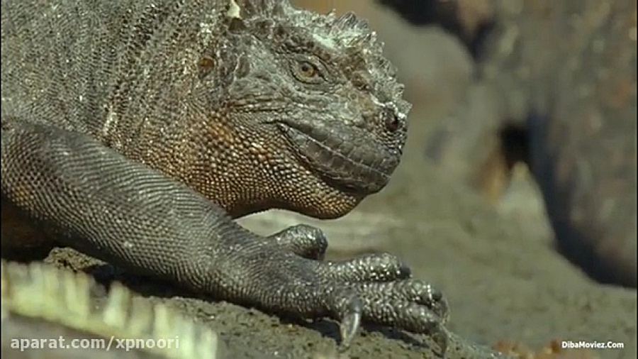 ایگوانای دریایی|ایگوانا در برا...